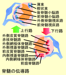 脊髄の伝導路