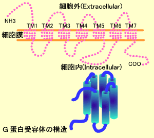 G蛋白受容体の構造