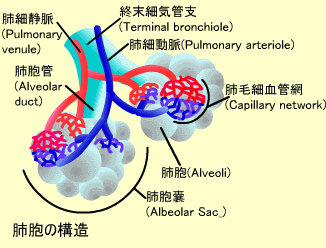 肺胞の構造
