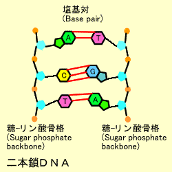 2本鎖DNA