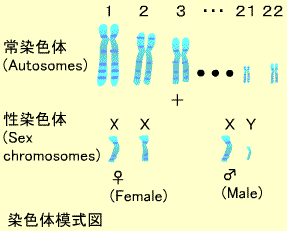 染色体模式図