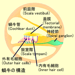 蝸牛の構造