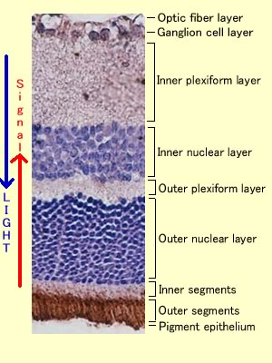 網膜の断面図