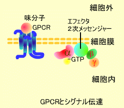 GPCRとシグナル伝達