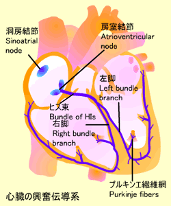 心臓の興奮伝導系