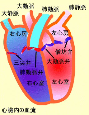 心臓内の血流
