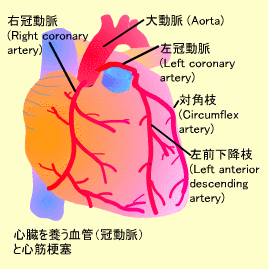 心臓をや養う血管（冠動脈）と心筋梗塞