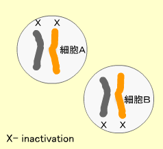 X-inactivation