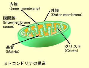 ミトコンドリアの構造