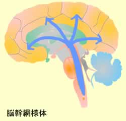 脳幹網様体
