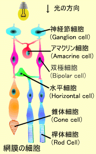 網膜の細胞