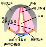 声帯の構造
