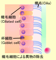 繊毛細胞による異物の除去