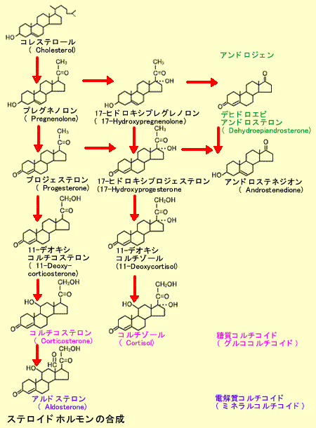 ステロイドホルモンの合成と分類