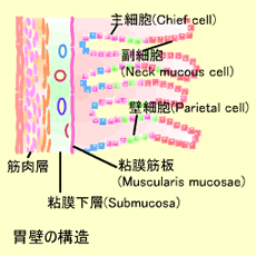 胃壁の構造