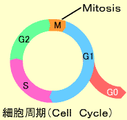 細胞周期