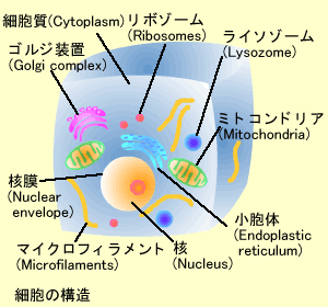 細胞の構造