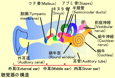 聴覚器の構造