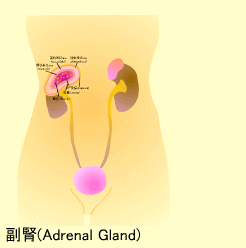 副腎の構造