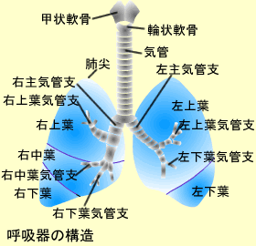 呼吸器の構造