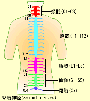 脊椎神経