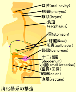 消化器系の構造